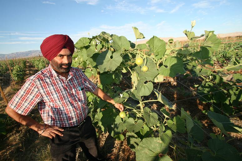 Punjab_Farm-1016-66