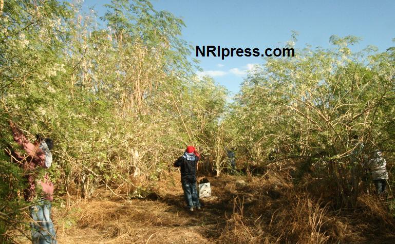 Punjab_Farm-908-029