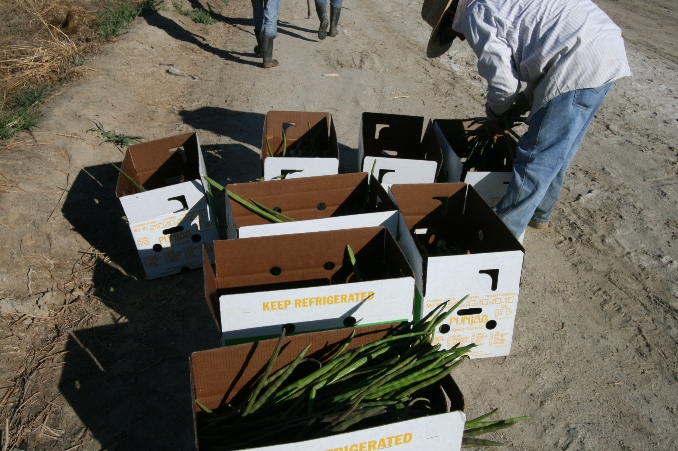 Punjab_Farm-909-037