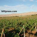 Punjab_Farm-1018-069