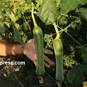 Punjab_Farm-1022-075a