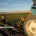 Punjab_Farm-1026-079