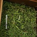 Punjab_Farm-1032-091