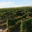 Punjab_Farm-1035-064
