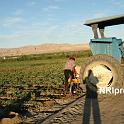Punjab_Farm-1036-080