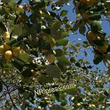 SAMRA_FARM-207