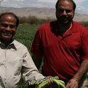 SAMRA_FARM-222
